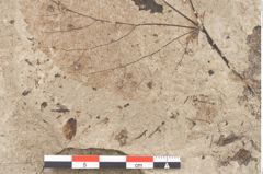 Foto (Detailansicht) von Tilia platyphyllos Scopoli (NHMW-GEO-2024-0188-15019)